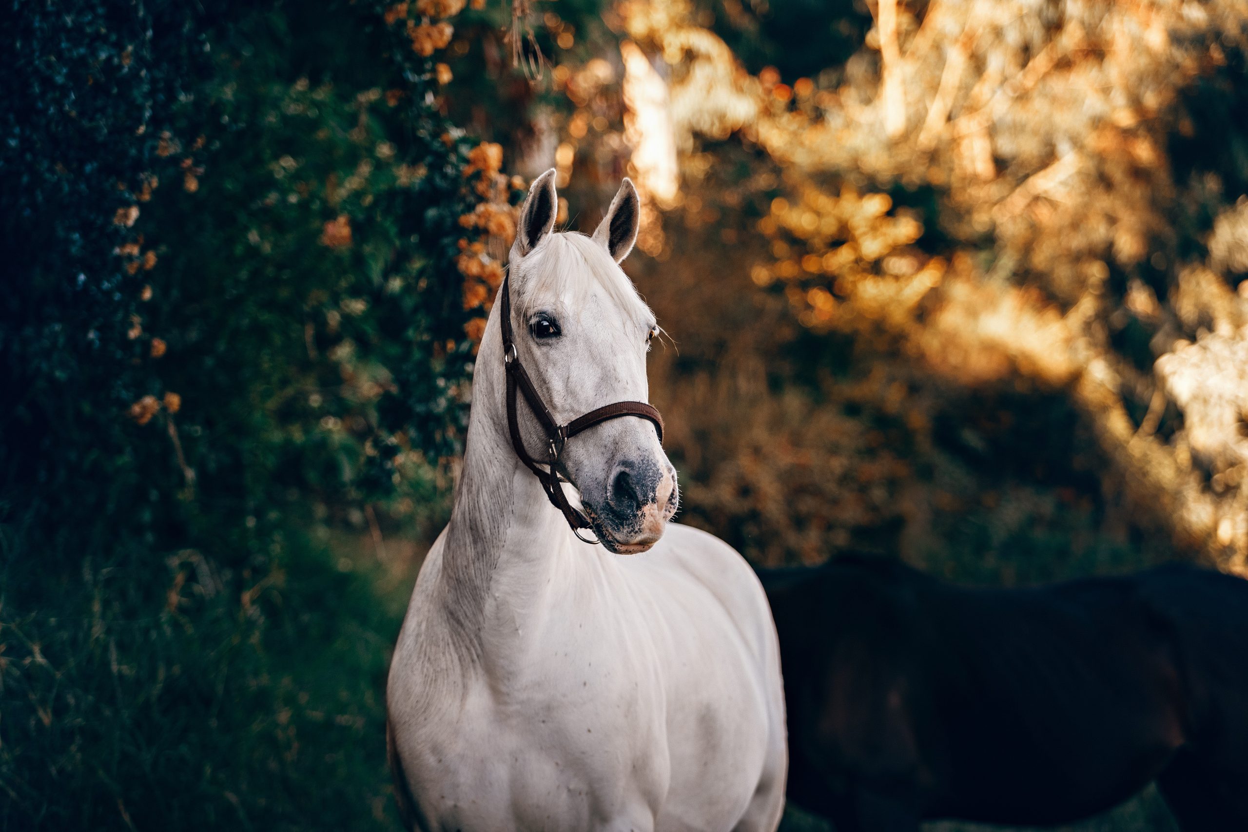 animal-blurred-background-close-up-1996330